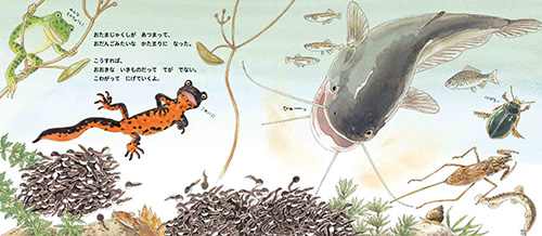 『ぼくらは いけのカエル』